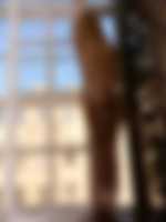 trany sex